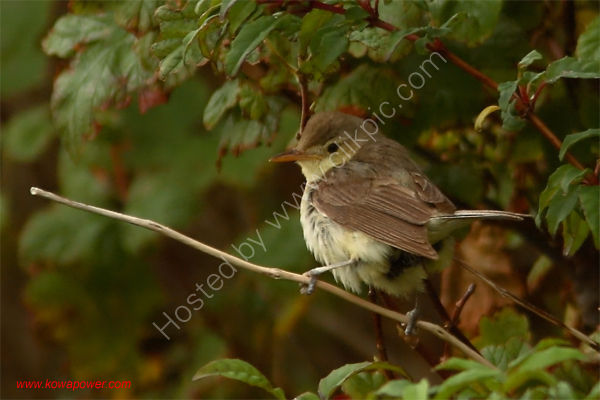 Melodious Warbler